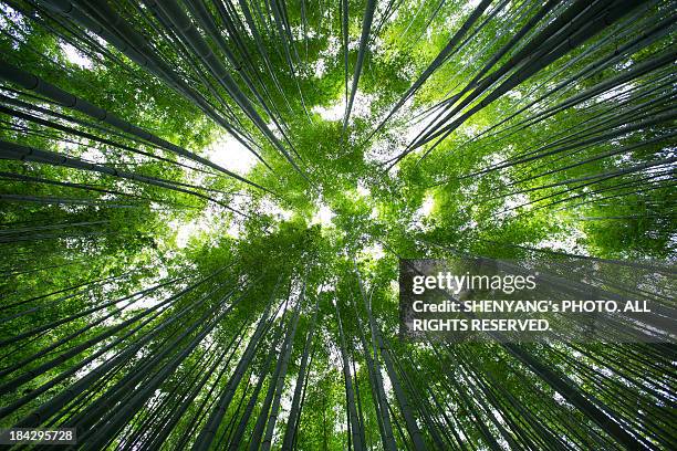 forest of bamboo - bamboo plant stockfoto's en -beelden