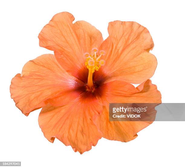 hibiscus. - tropical flower stock pictures, royalty-free photos & images