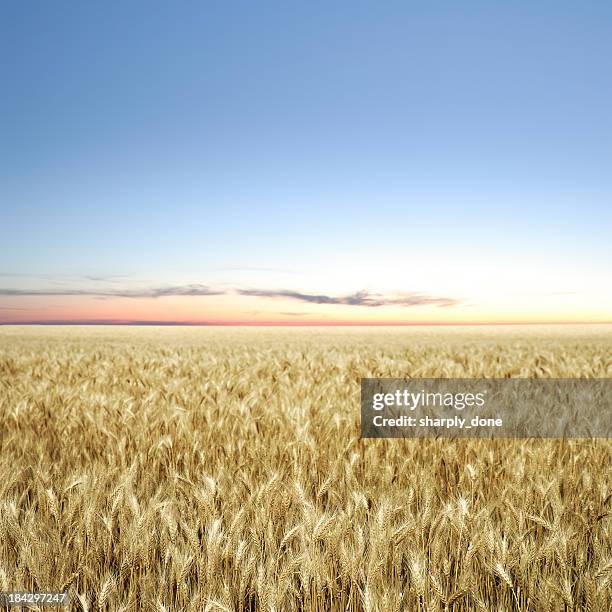 xxxl champ de blé au crépuscule - kansas photos et images de collection