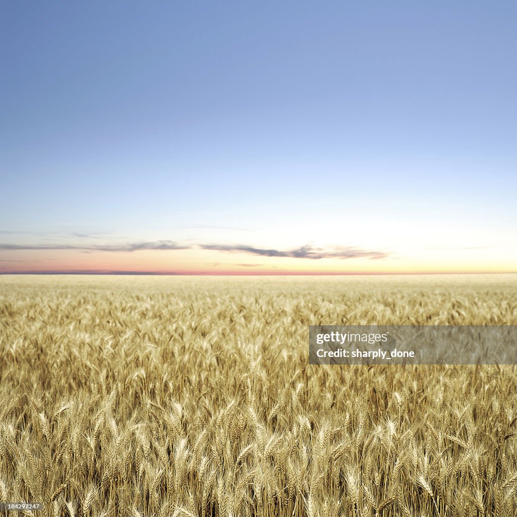 XXXL wheat field twilight