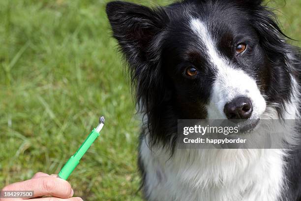 don`t like tick`s - border collie stock pictures, royalty-free photos & images
