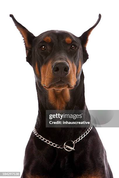 doberman pinscher - doberman pinscher imagens e fotografias de stock