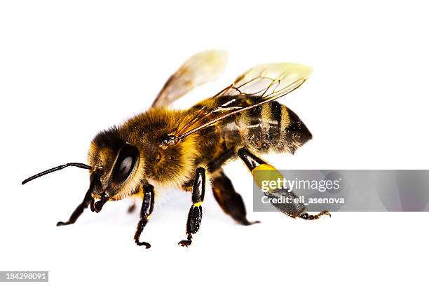 isolated honeybee - bee on flower white background stock pictures, royalty-free photos & images