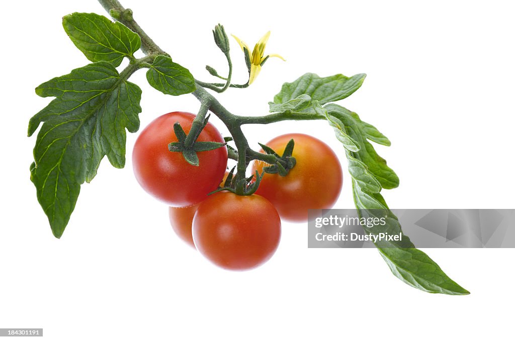 Vine, reife Tomaten