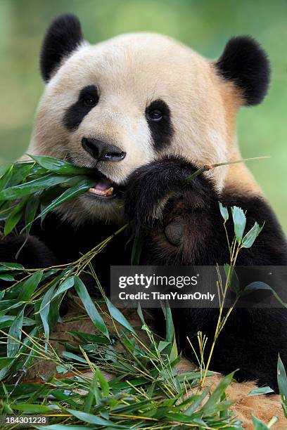 cute panda - pandya stock pictures, royalty-free photos & images