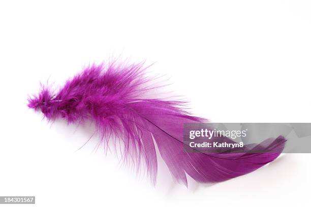 feathers - veren stockfoto's en -beelden