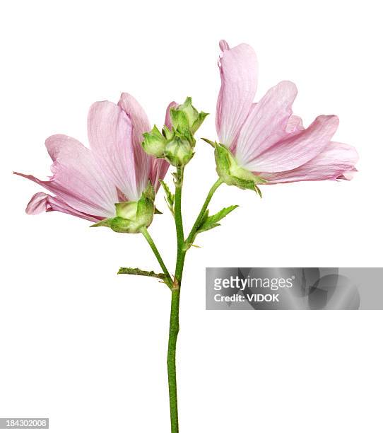 mr althaea. - flowerbed isolated stock pictures, royalty-free photos & images