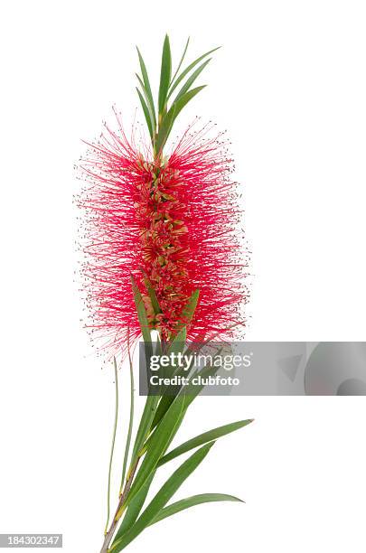 red bottlebrush plant flower blossom with leaves on white - plant studio shot stock pictures, royalty-free photos & images