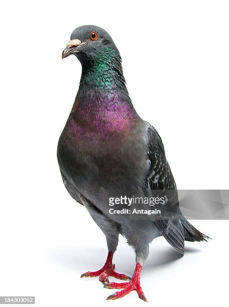 pigeon - columbiformes stockfoto's en -beelden