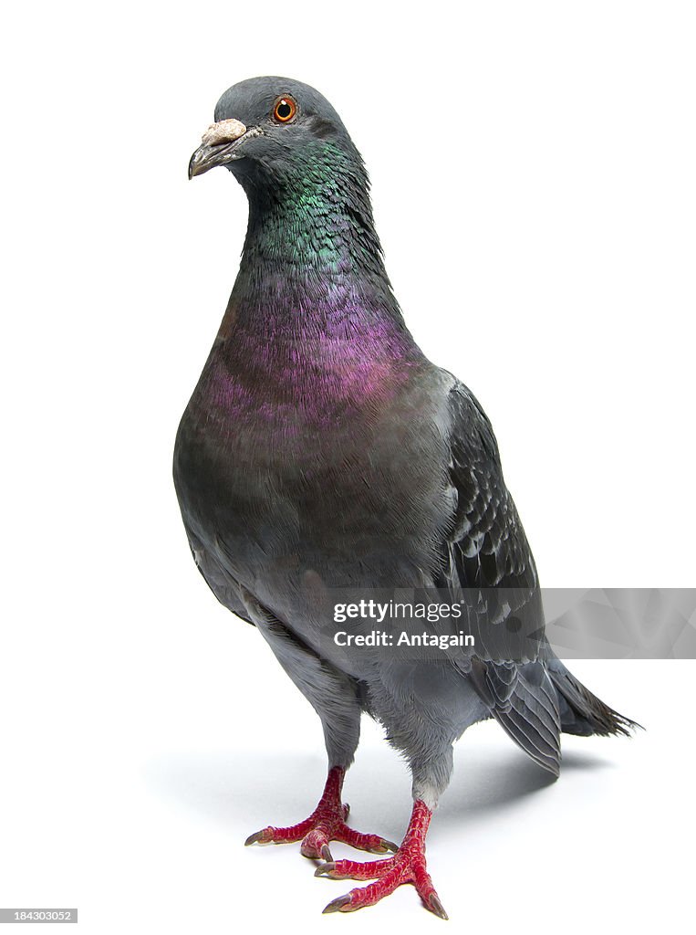 Pombo