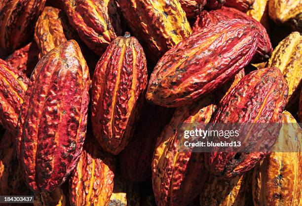 cacao beans - cacao fruit stock pictures, royalty-free photos & images