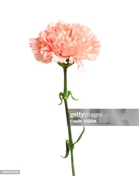 carnation. - single flower stockfoto's en -beelden