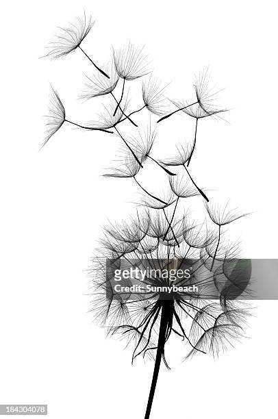 dandelion - black and white flower stock pictures, royalty-free photos & images