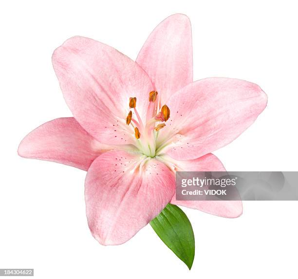 24,048 Pink Lily Stock Photos, High-Res Pictures, and Images - Getty Images