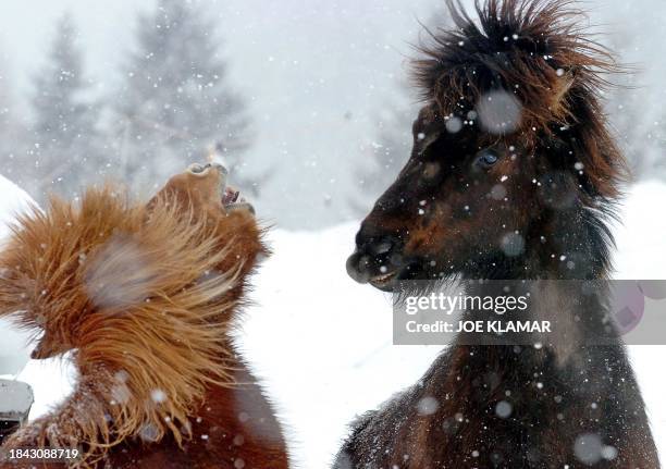 Horses enjoy poor weather as they play near to the finish area of the men's and women's downhill events during the FIS Alpine World cup finals in...