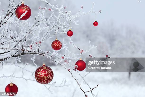 christmas rosehip - christmas tree outside stock pictures, royalty-free photos & images