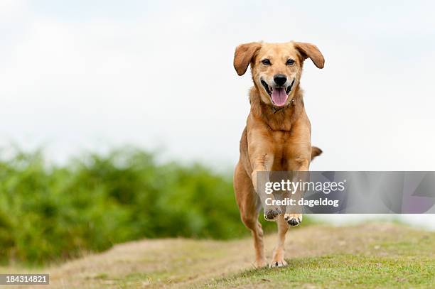 happy light brown dog filled with joy running around outside - mixed breed dog stock pictures, royalty-free photos & images