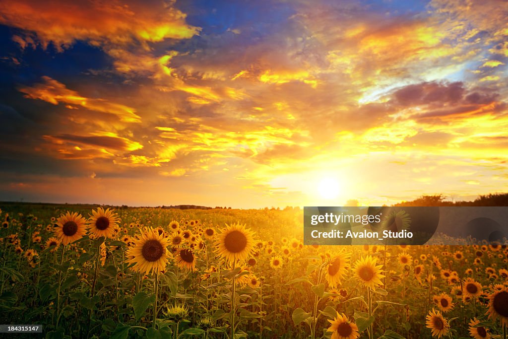 Sunflowers field and sunset sky