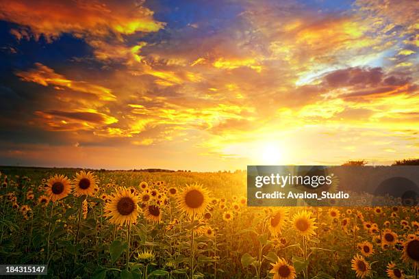 sunflowers field and sunset sky - zonnenbloem stockfoto's en -beelden