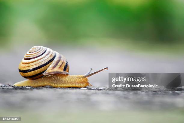 moving slowly - snail stockfoto's en -beelden