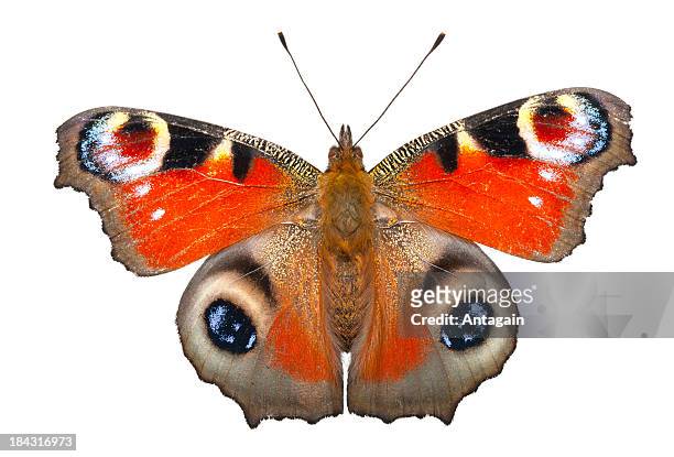 papillon - paon de jour photos et images de collection