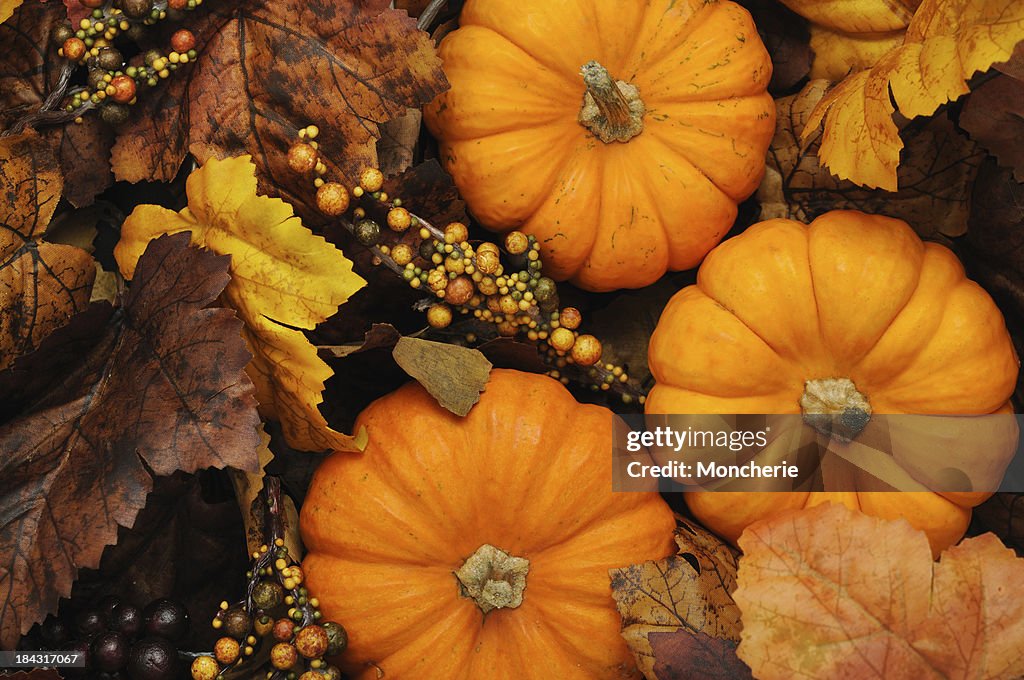Maple tree and pumpkins