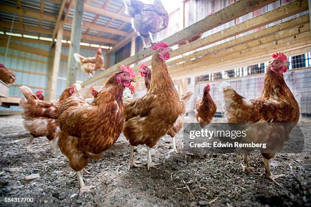 pecking order - kippenhok stockfoto's en -beelden