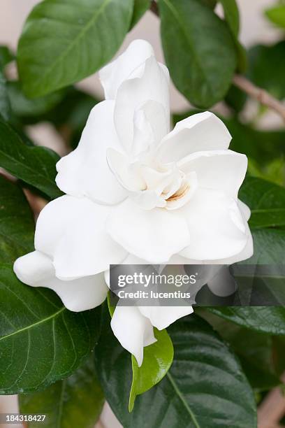 gardenia flower - gardenia bildbanksfoton och bilder