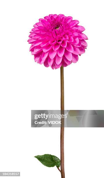 dahlia. - dahlia stock pictures, royalty-free photos & images