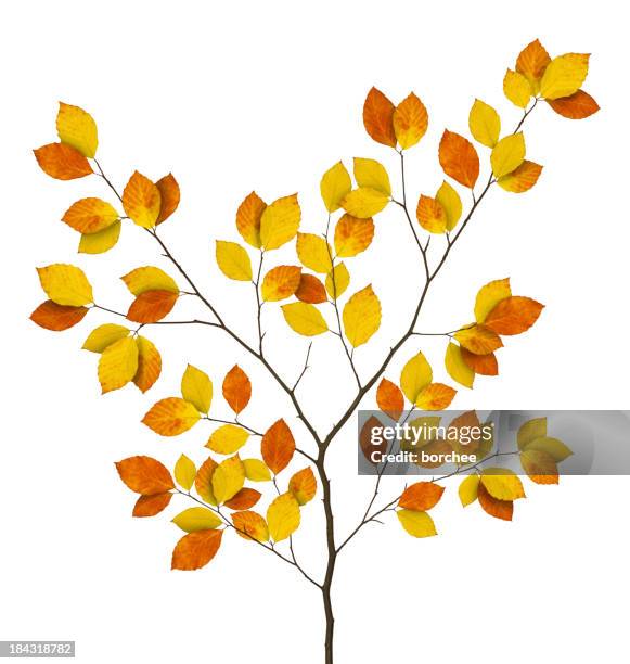 autumn beech branch - dry leaf stock pictures, royalty-free photos & images