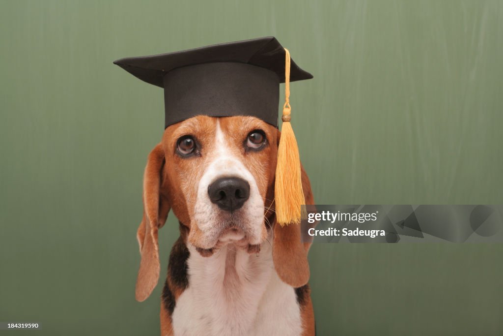 Well Educated Dog