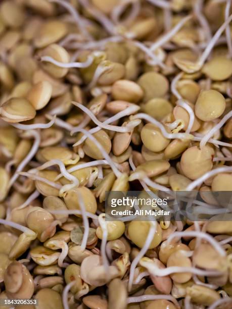 sprouted lentils - persian new year nowruz stock pictures, royalty-free photos & images