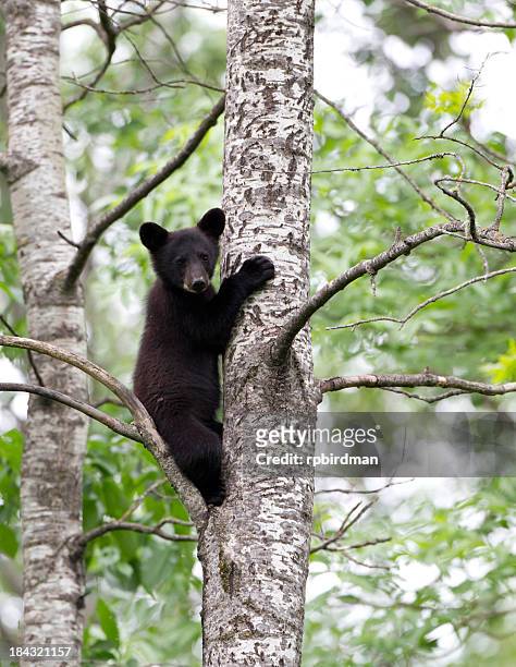 black bear cubs - mammal stock pictures, royalty-free photos & images