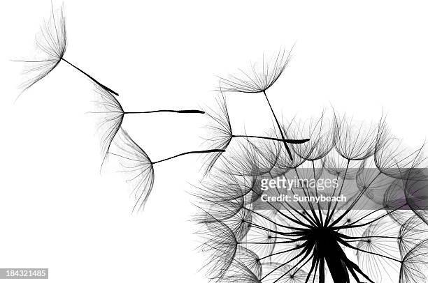 dandelion - black and white flowers stockfoto's en -beelden