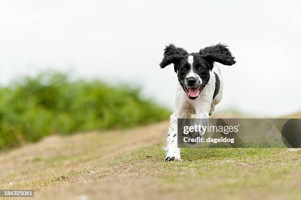 young,free and happy - spaniel stock pictures, royalty-free photos & images