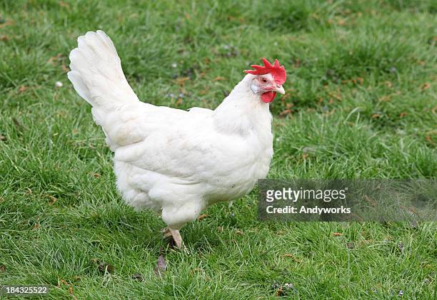 4,109 White Hen Photos and Premium High Res Pictures - Getty Images