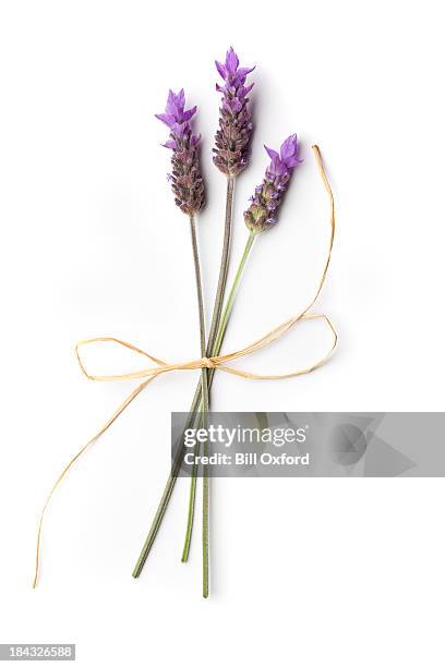 lavendel-plant - lavendel freisteller stock-fotos und bilder