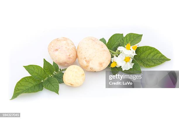 New Potatoes High-Res Stock Photo