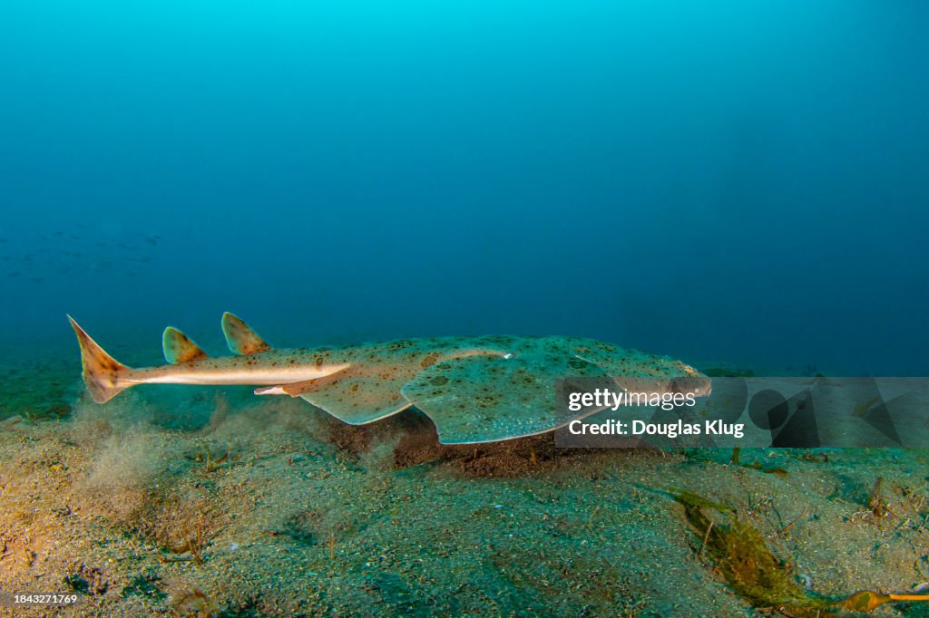 An angel shark over the sandy bottom off Anacapa Island in the Channel Islands National Park, CA, USA.