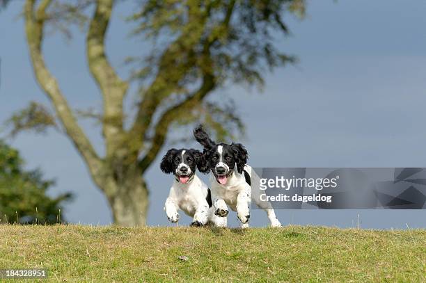 pure joy - cocker spaniel stock pictures, royalty-free photos & images