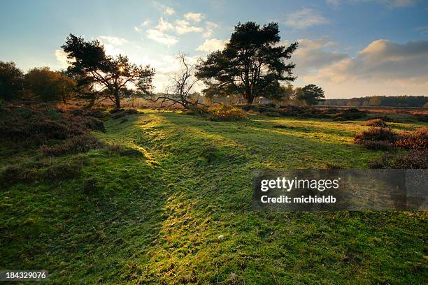 herbst landschaft - veluwe stock-fotos und bilder