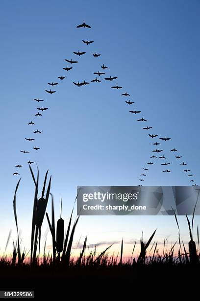 xxl migración de canadá gansos - goose bird fotografías e imágenes de stock