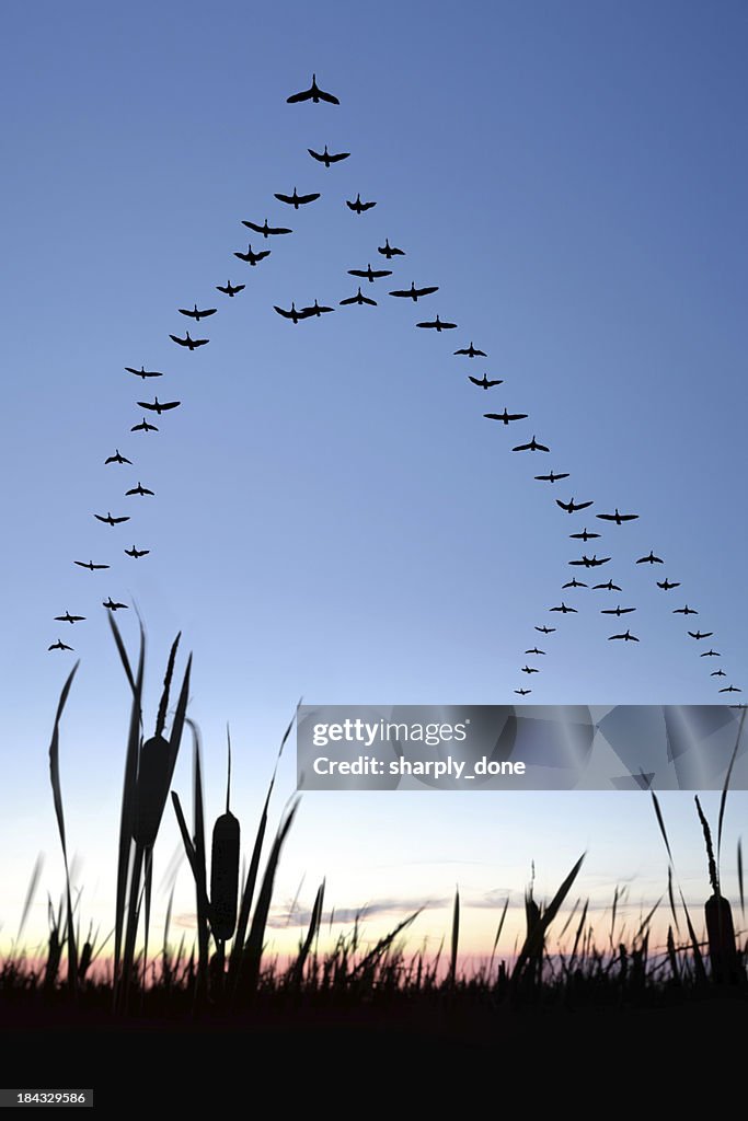 XXL migrating canada geese