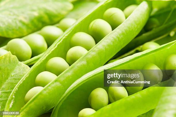 open pea pods full of fresh green garden peas - pea pod stock pictures, royalty-free photos & images