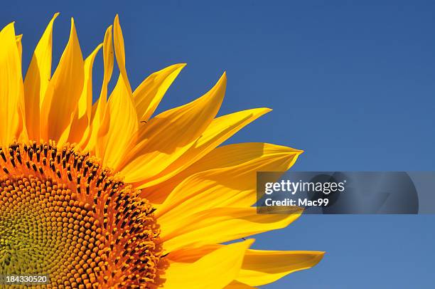 top of sunflower wih blue sky - helianthus stock pictures, royalty-free photos & images