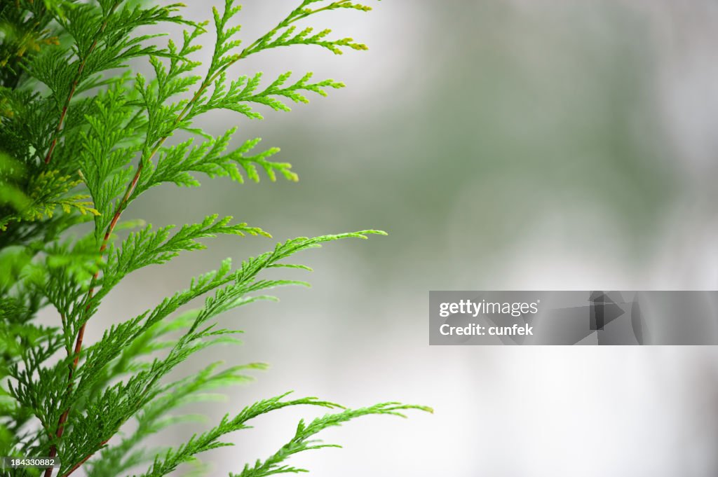 Cypress