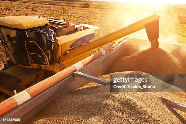 farmer on combine harvester pours grain into a trailer. - harvesting wheat stock pictures, royalty-free photos & images
