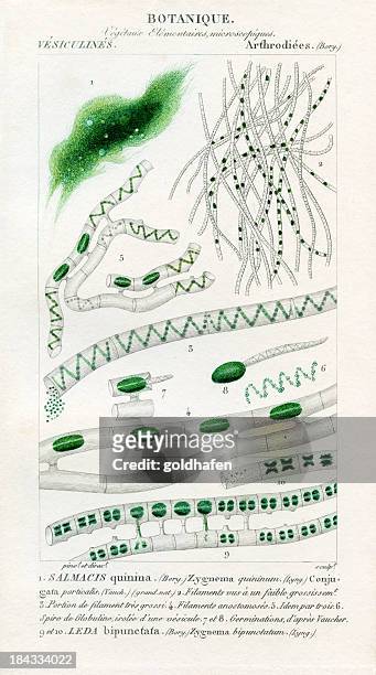 green algae, historic illustration, 1816 - chlorophyll stock illustrations