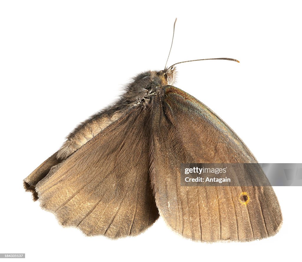 Flying Bullfly Flying Butterfly High-Res Stock Photo - Getty Images