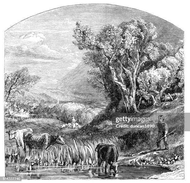cattle drinking - herding cattle stock illustrations
